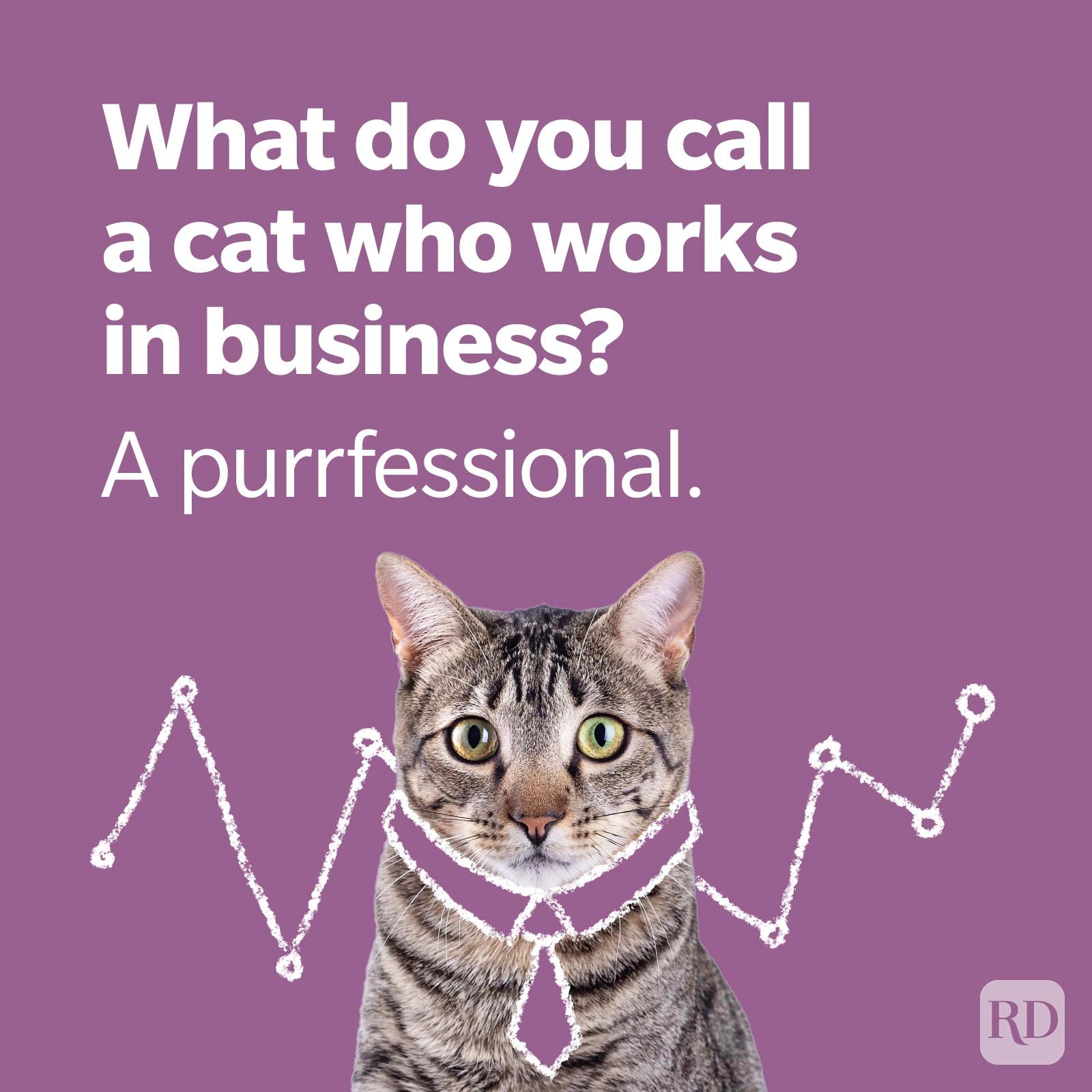 Cat Joke