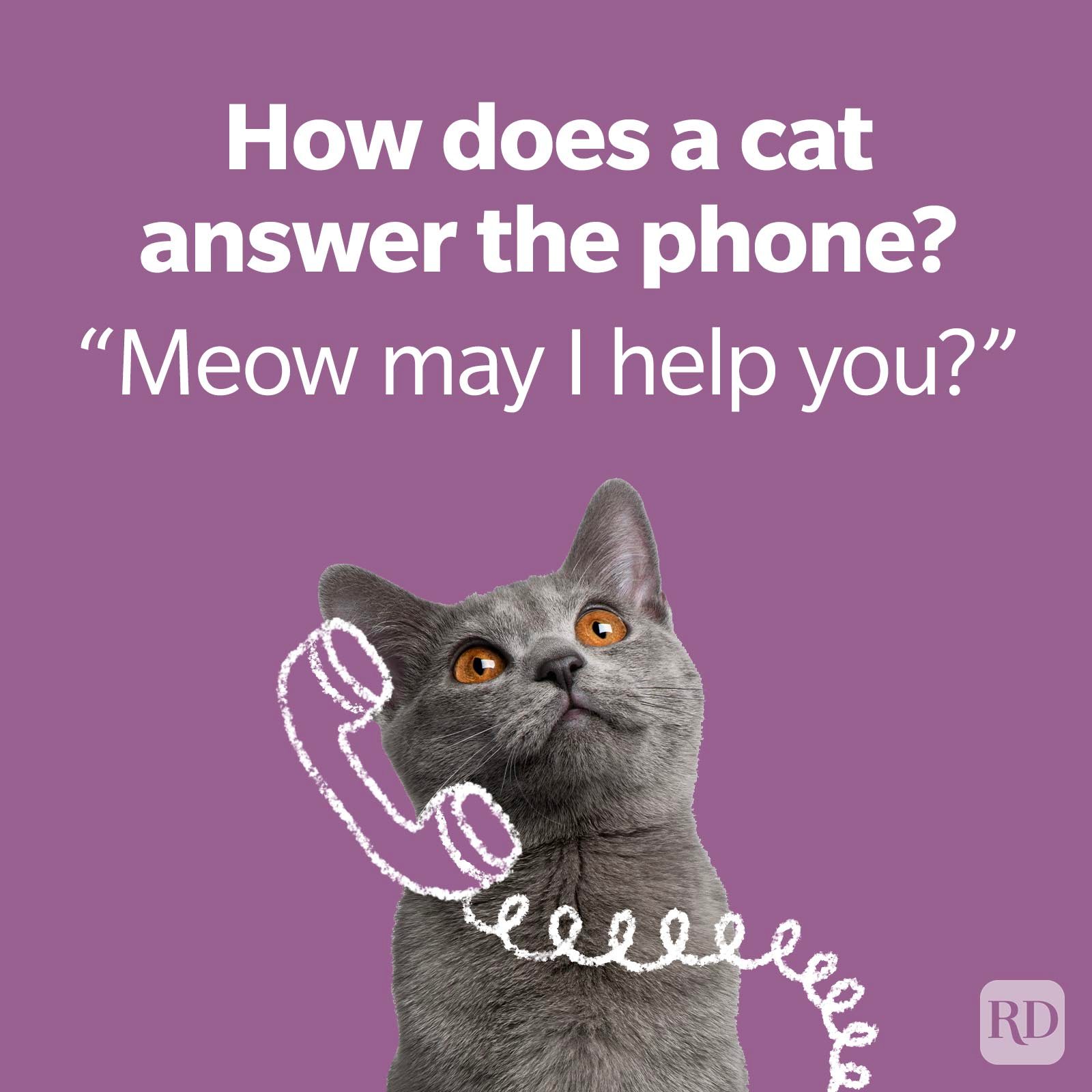Cat Joke