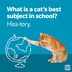 60 Cat Jokes That Will Have You in Hiss-terics