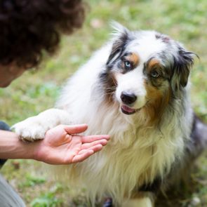 A fluffy dog places its paw in a person's hand, sitting on grass outdoors.
