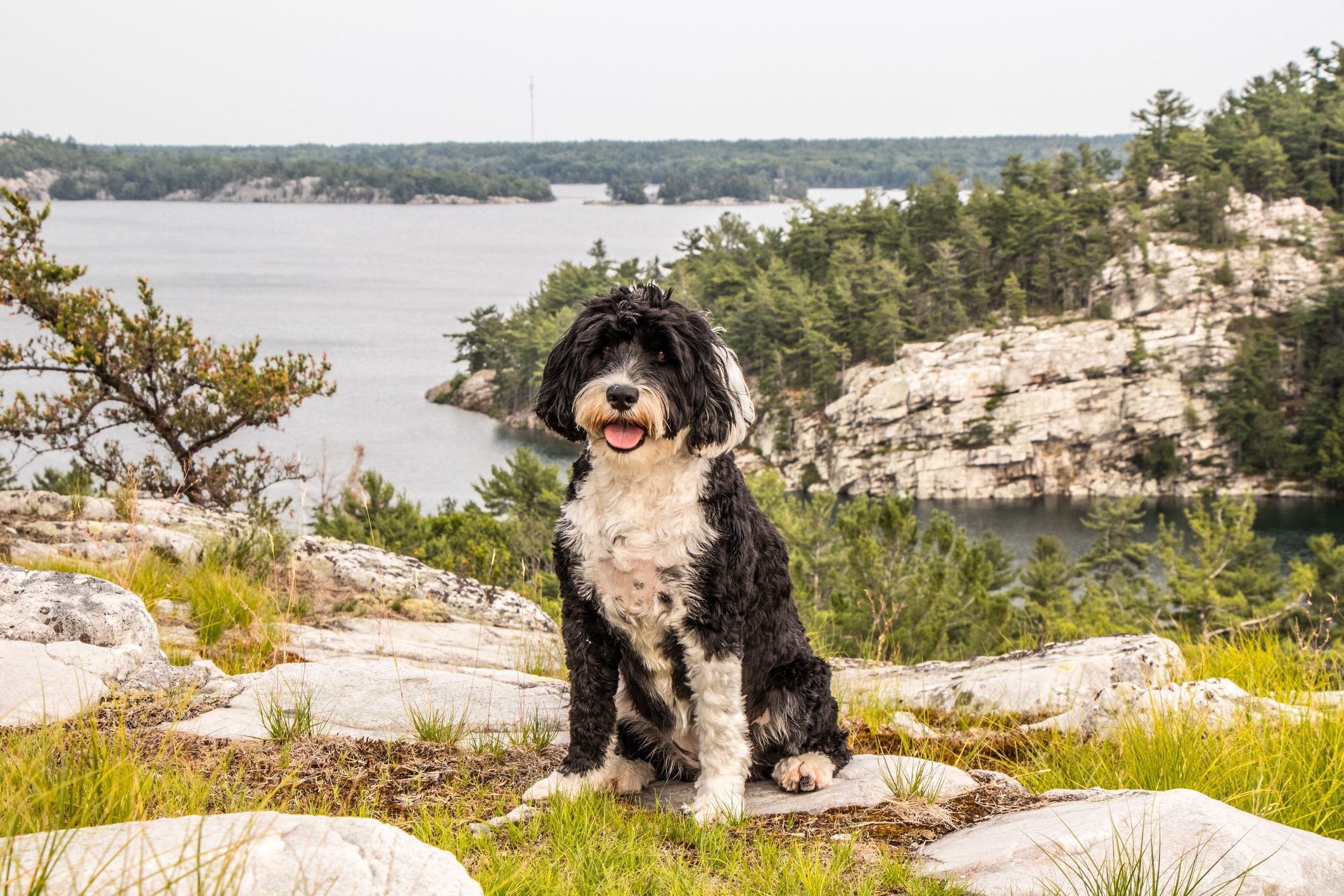 Dog sitting on rocky terrain, tongue out, surrounded by lush greenery and overlooking a serene lake.