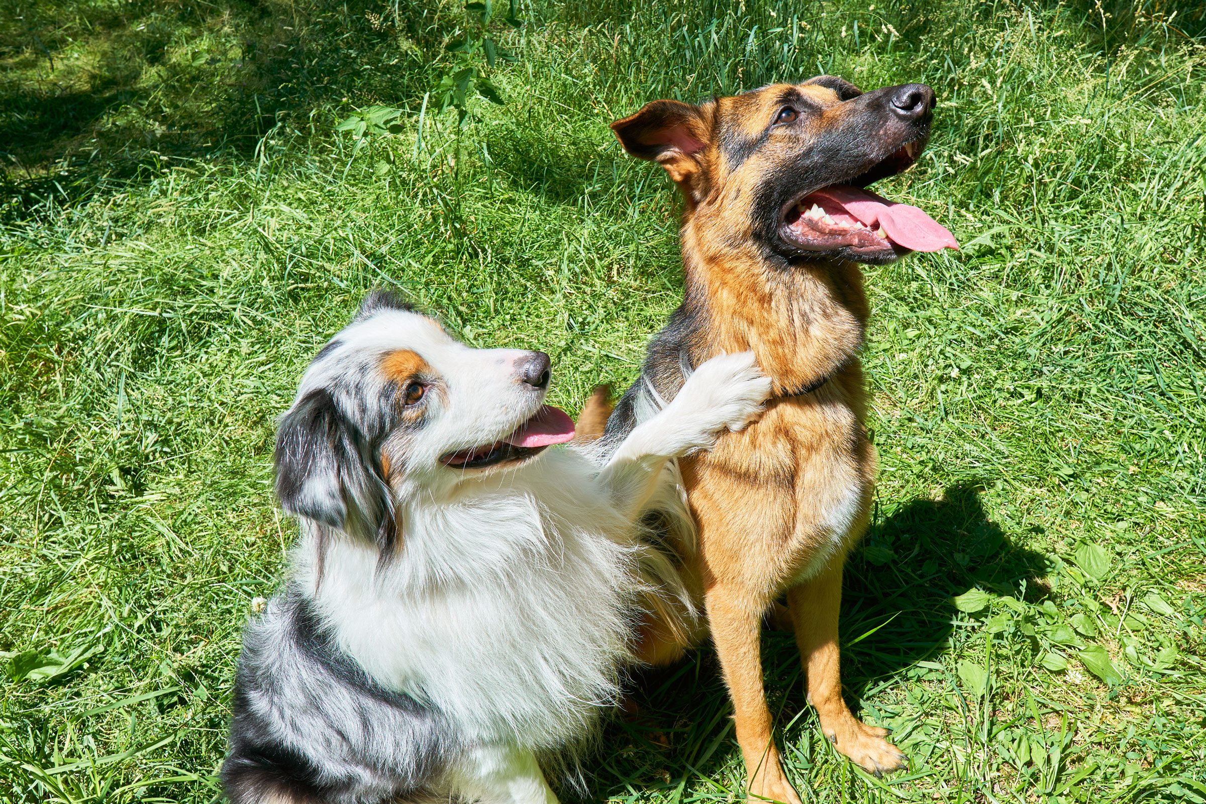 Two dogs sit together, panting happily in a sunny, grassy area, one playfully resting a paw on the other's back.