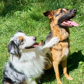 Two dogs sit together, panting happily in a sunny, grassy area, one playfully resting a paw on the other's back.
