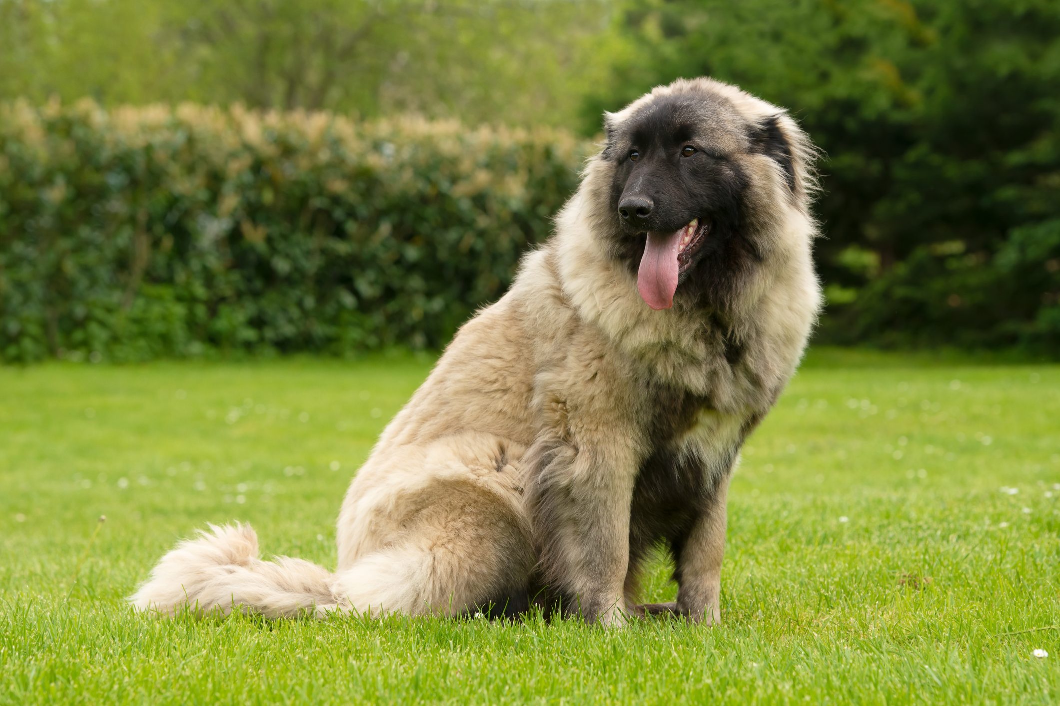 Nine months old Estrela Mountain young dog .It is a large breed of dog from the Estrela Mountains of Portugal bred to guard herds and homesteads.It is"one of the oldest breeds in the Iberian Peninsula.