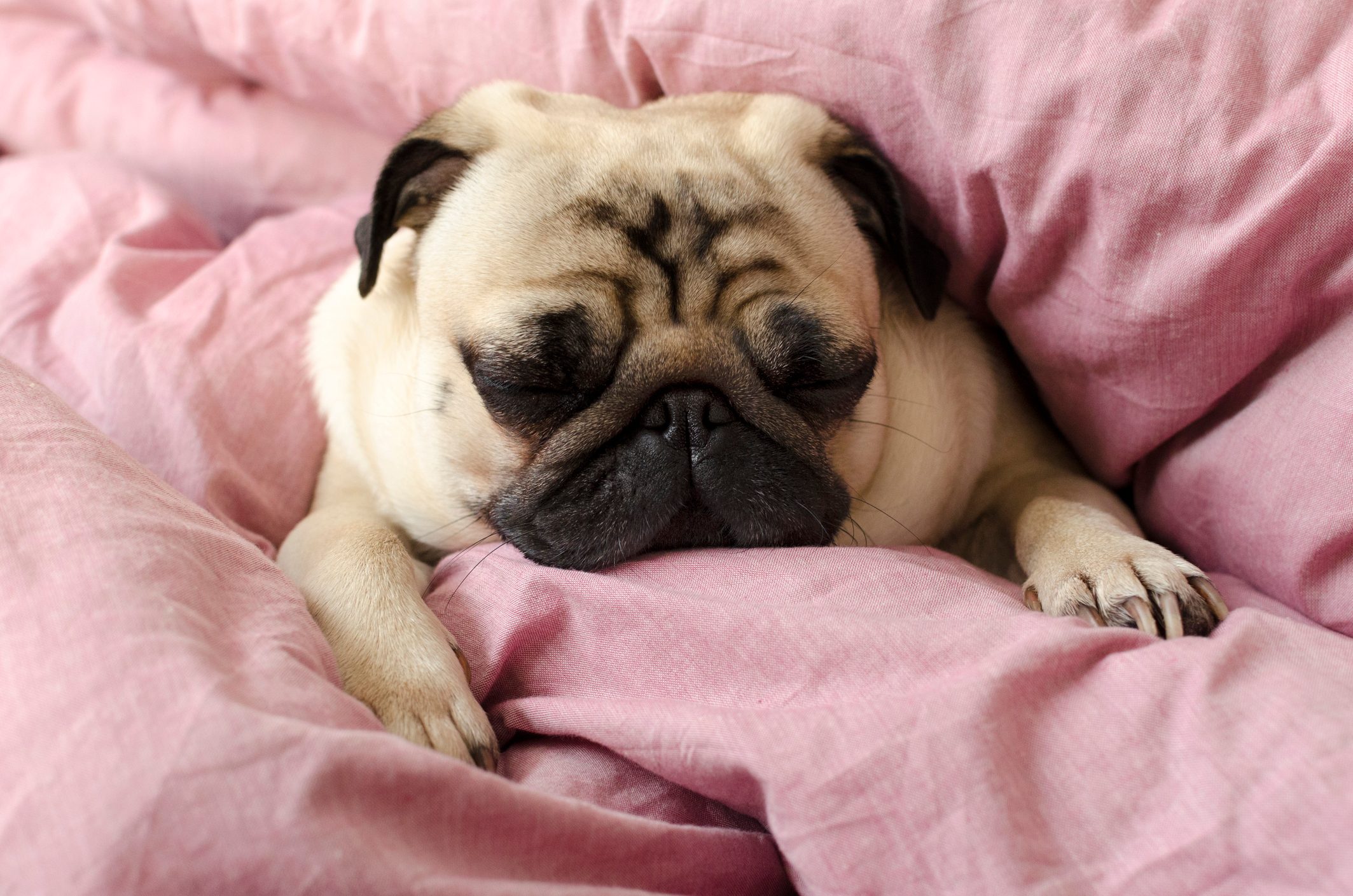 A sleeping pug rests peacefully, nestled in soft, pink fabric, conveying warmth and coziness in a home setting.