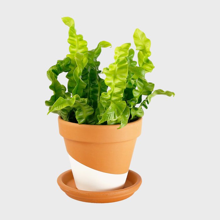 Green plant with curly leaves growing in a terracotta pot with a white diagonal stripe, placed on a matching saucer. Background is plain gray.