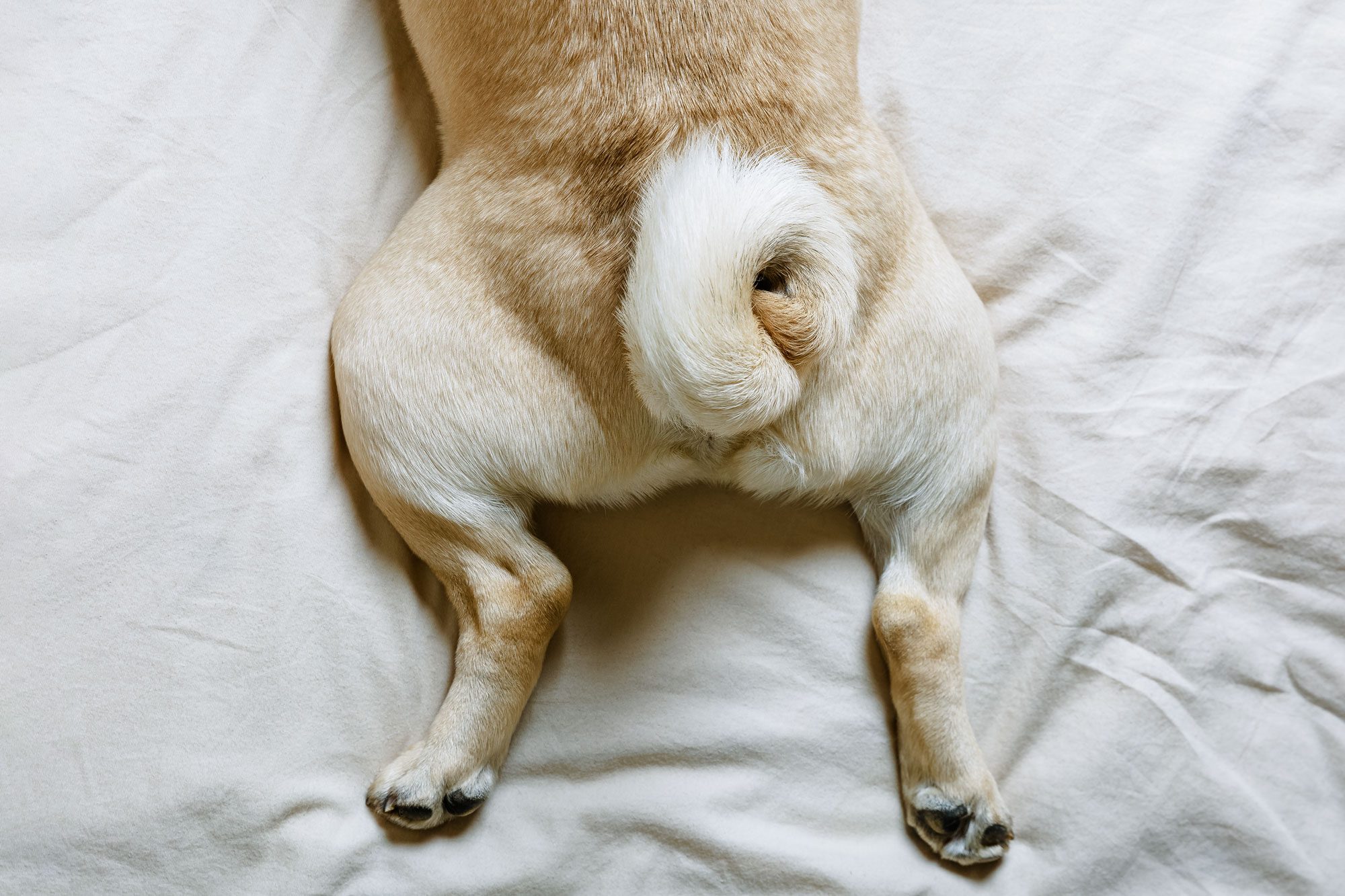 Dog lies on its stomach with legs splayed outward on a soft, light-colored surface.