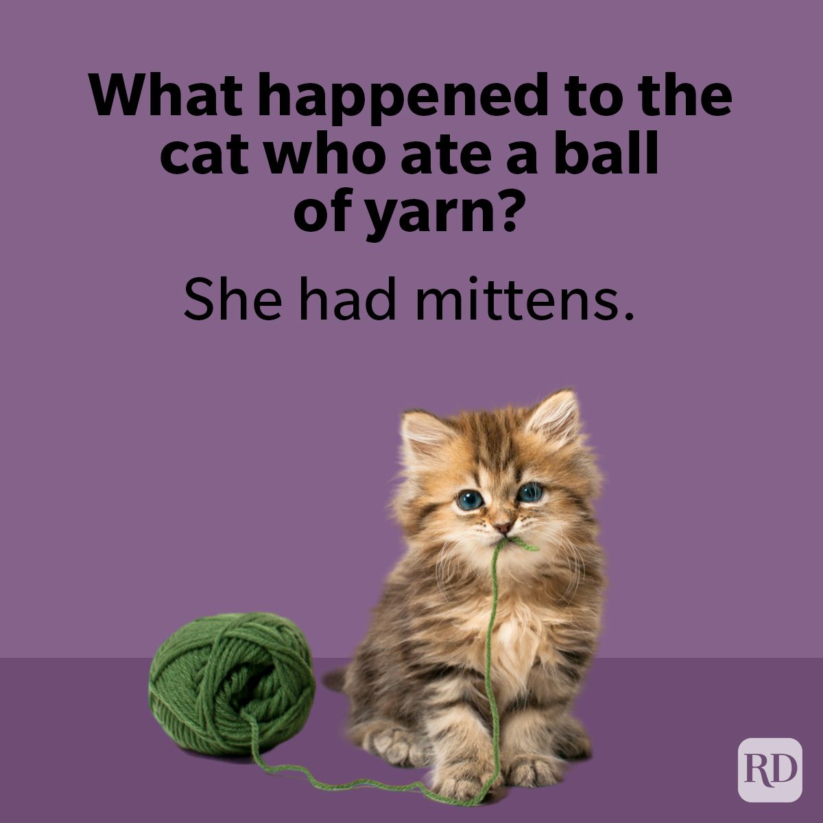 Dad Animal Jokes