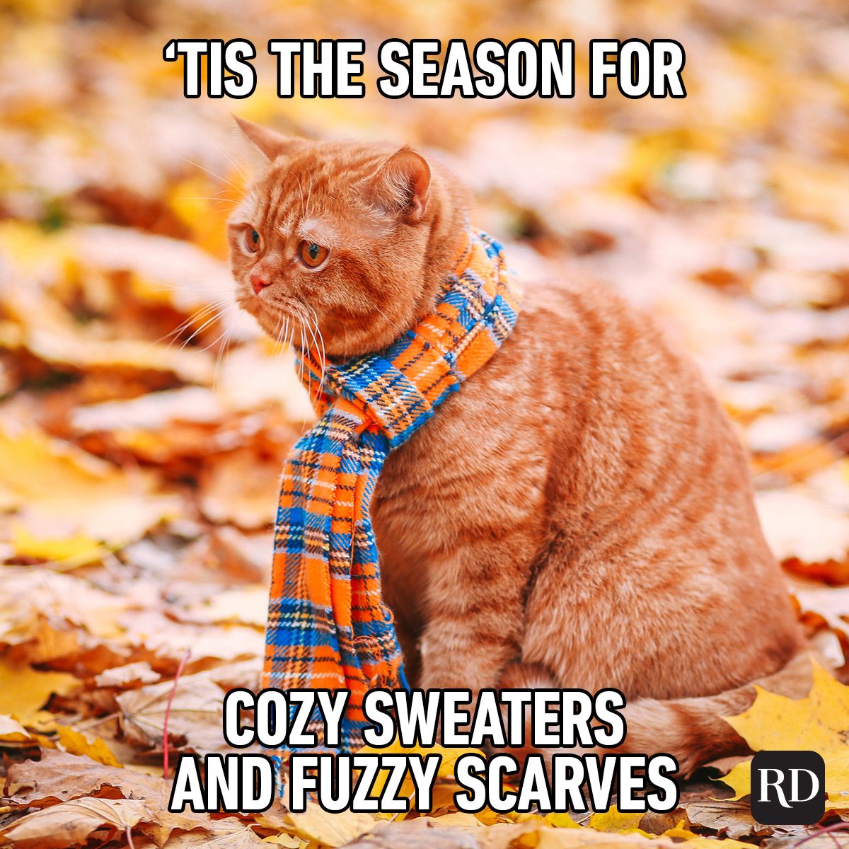 Funny Fall Memes To Perfectly Sum Up Autumns Humor
