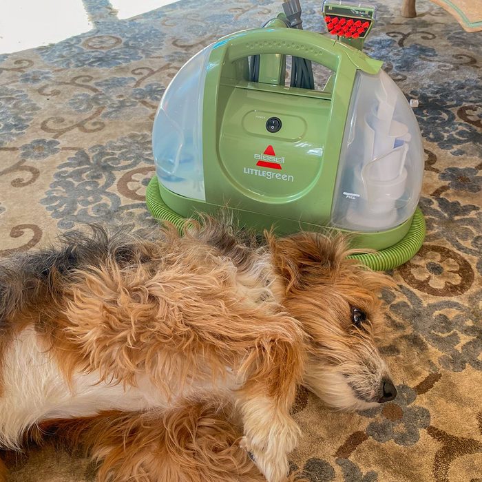 Carpet cleaner rests on patterned rug; fluffy dog lies beside it, looking relaxed.