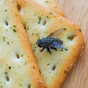 Fly resting on herb-dusted crackers on a wooden surface.