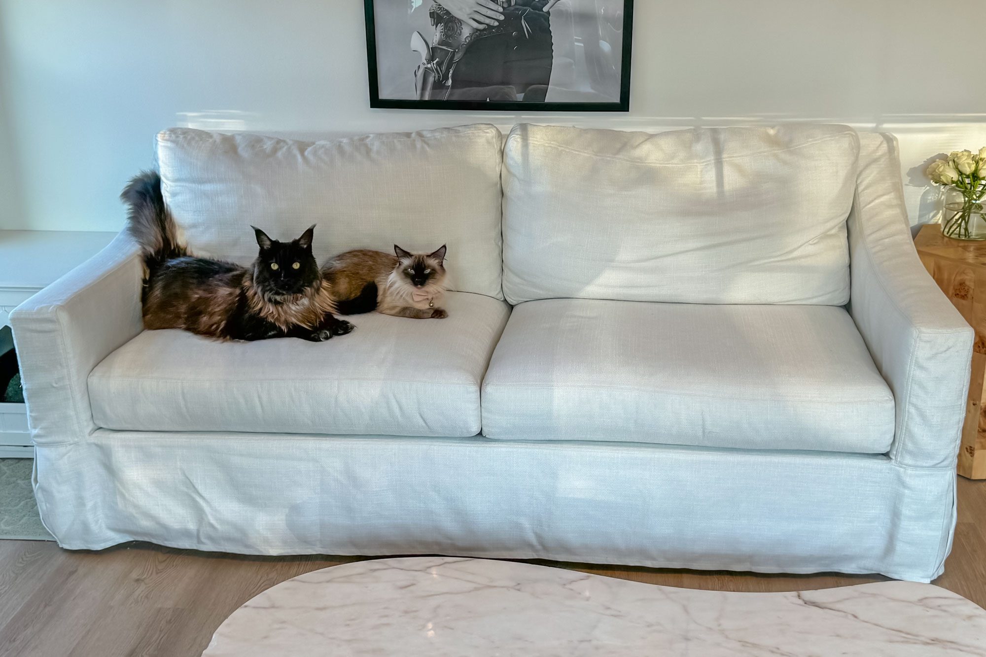 Cats lounging on a white sofa, with a black-and-white photograph behind them and a small vase of flowers on a wooden table nearby.