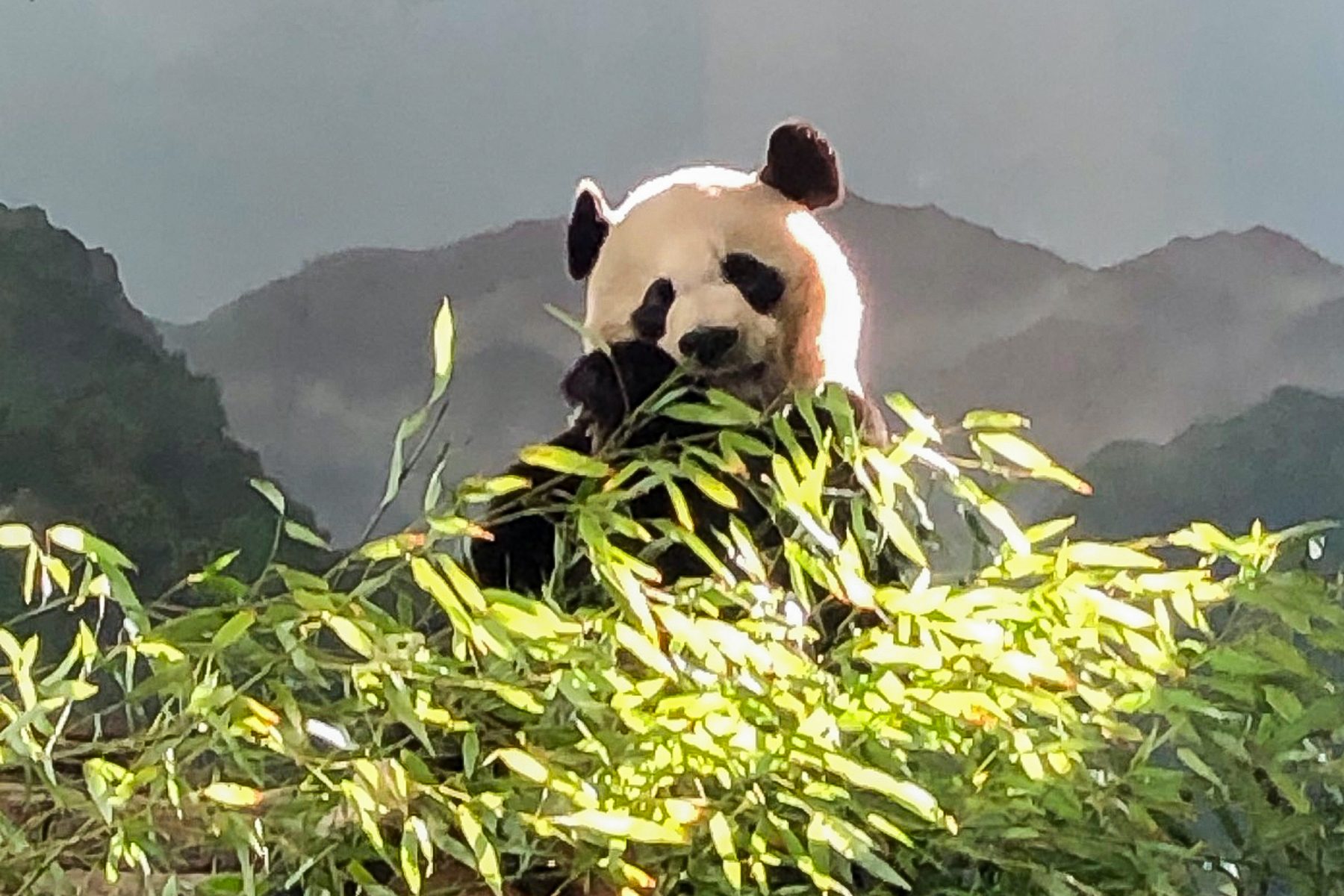 10 Things to Know About the Pandas at the National Zoo