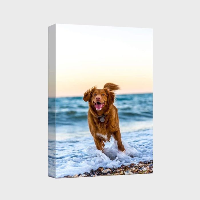 A dog runs joyfully through shallow waves on a pebble beach during sunset, with the sea and sky in the background.