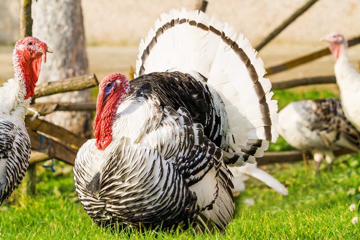 A turkey walking.