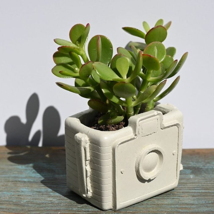 A jade plant grows from a white planter shaped like a vintage camera, sitting on a wooden surface in natural light.