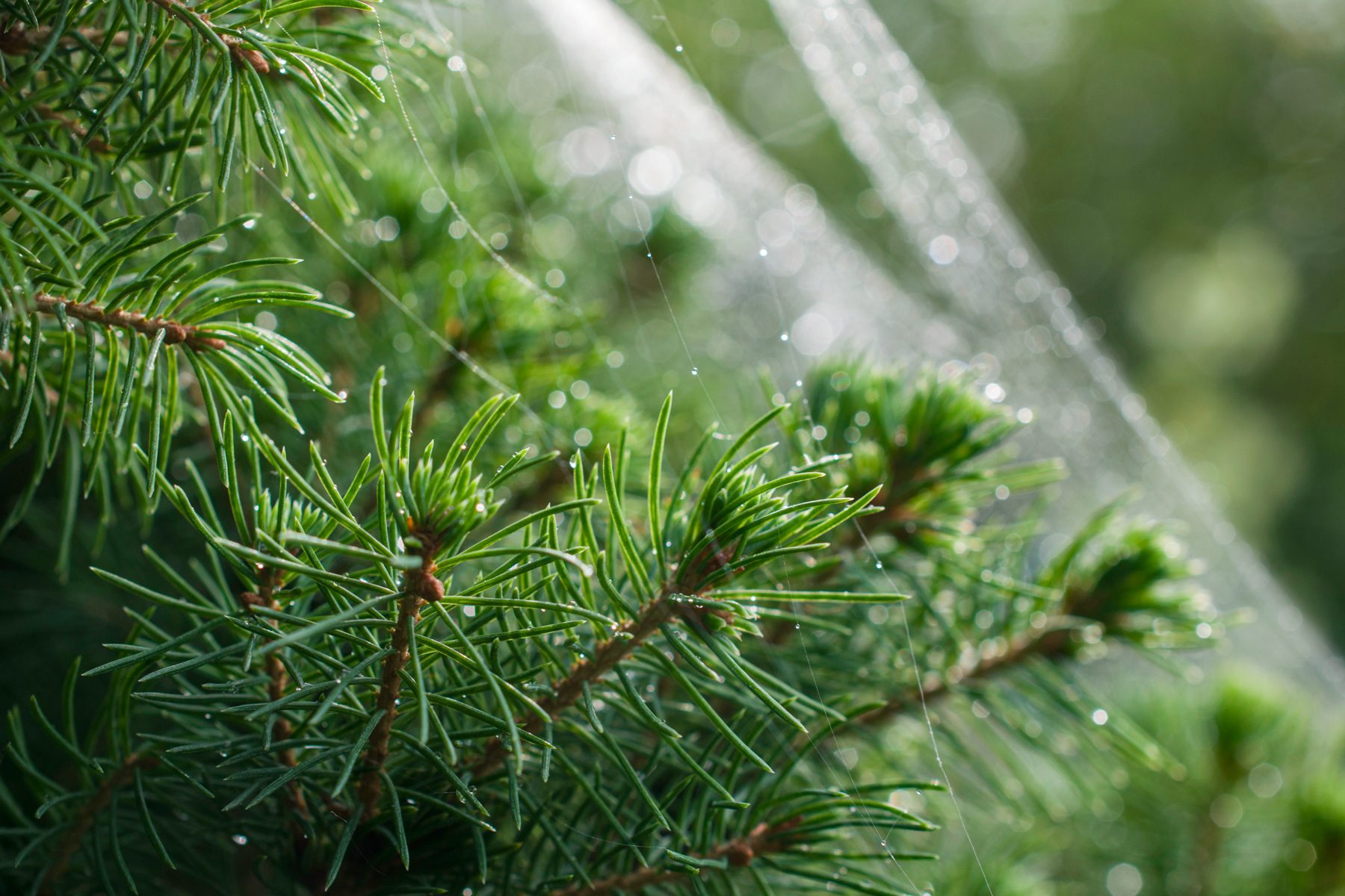 What’s a Christmas Spider—and Why Might You Want One on Your Tree?