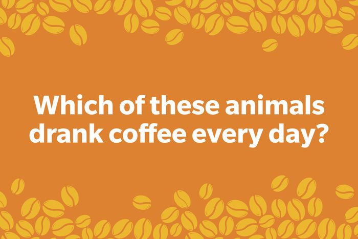 Coffee Trivia Question on a frame of coffee beans graphic