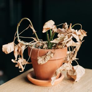 Dead houseplant in a small terracotta pot