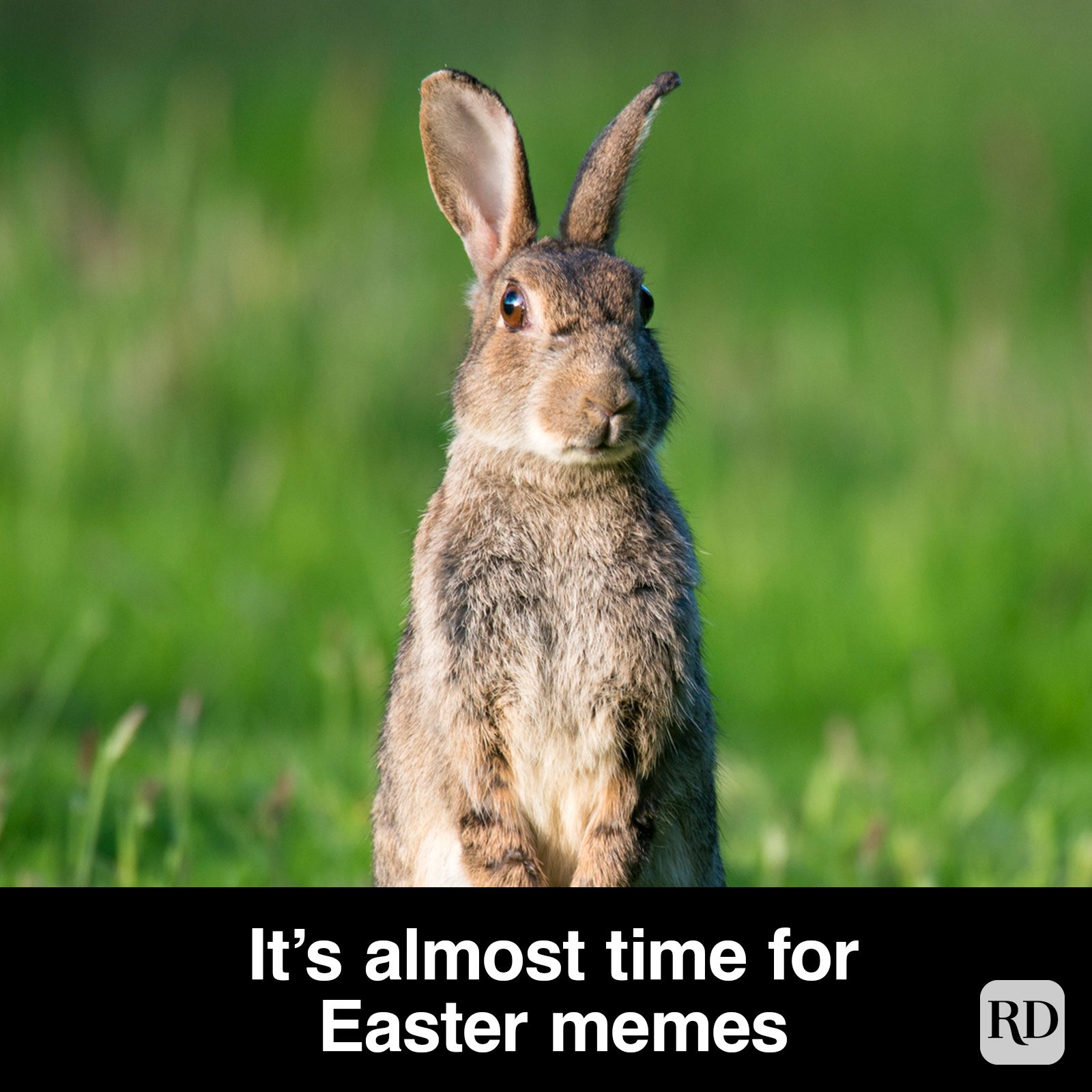 45 Hilarious Easter Memes That Will Make Any-Bunny Laugh
