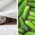 Why Are Cats Scared of Cucumbers?