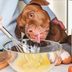 Can Dogs Eat Eggs? Here's What Vets Say