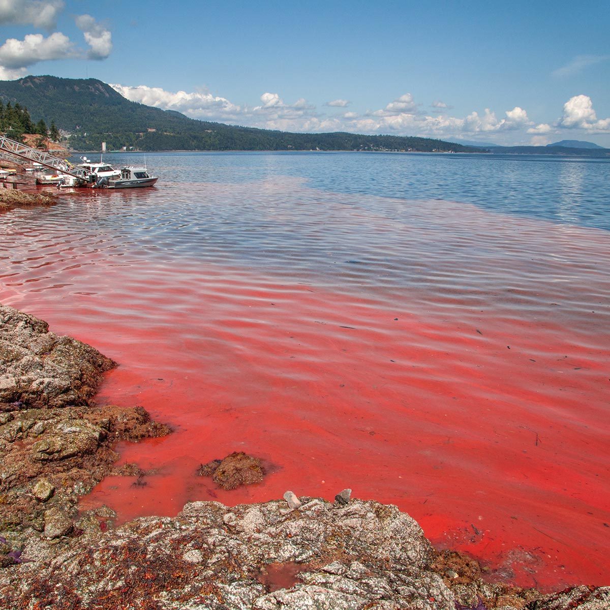 Here’s Why the Ocean Turns Red—And What to Do If It Happens at Your Spring Break Destination
