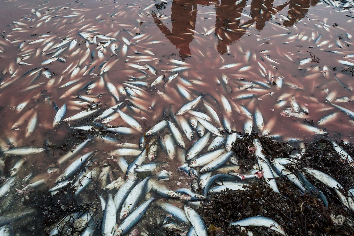 Dead herring
