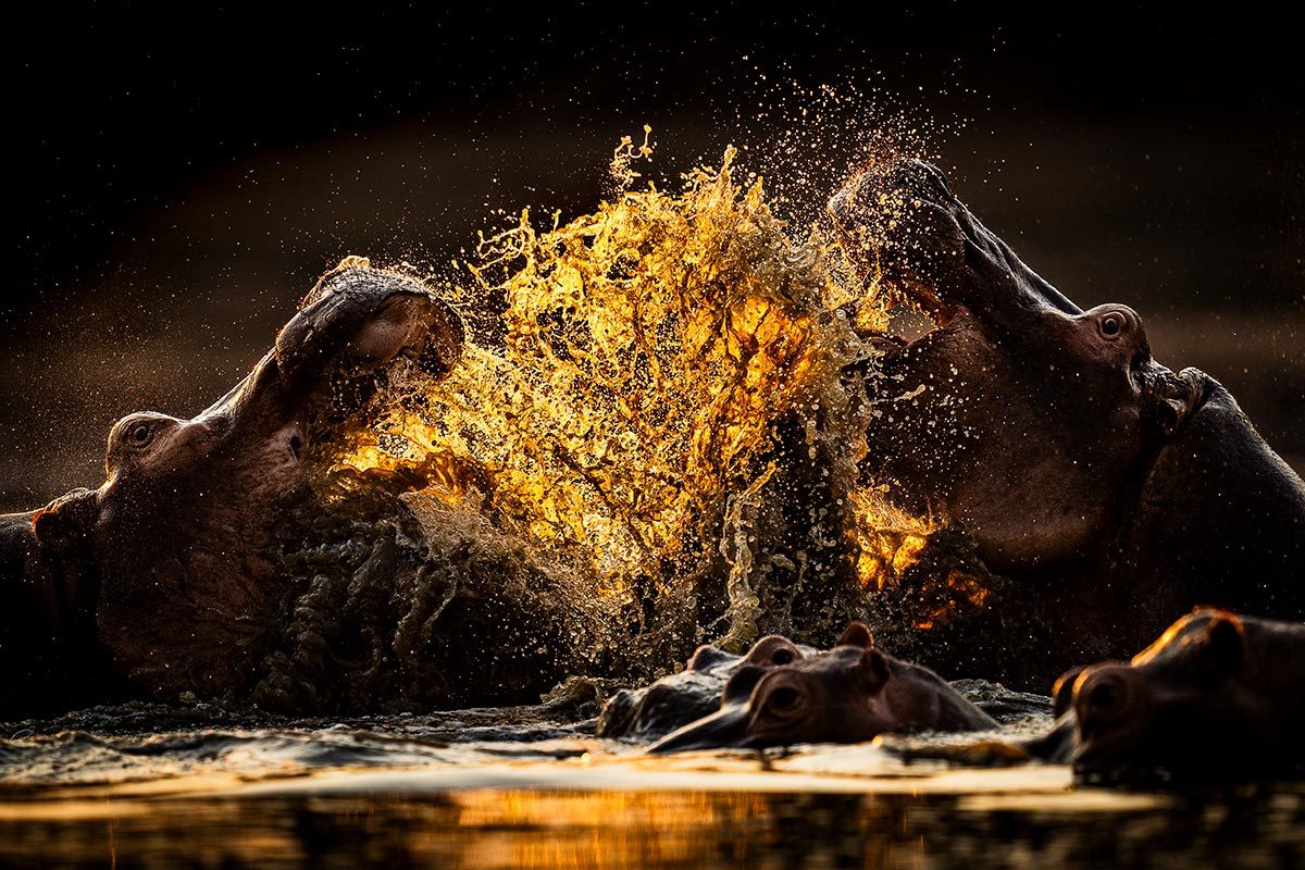 Two hippos fighting in water at sundown