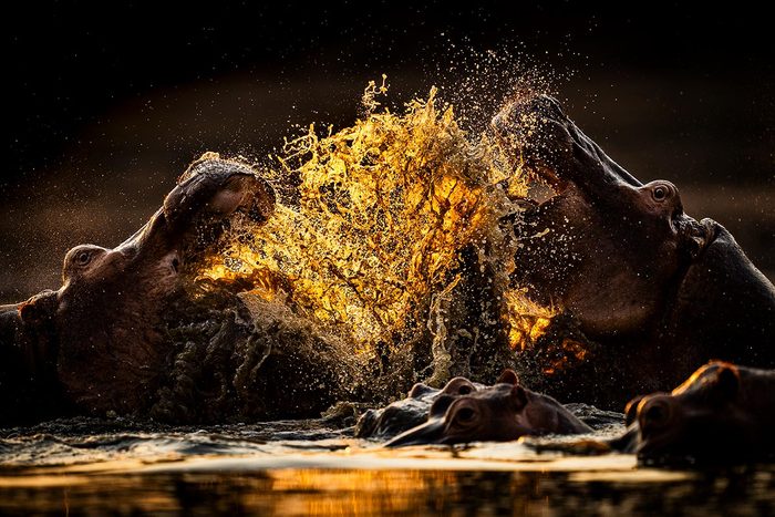 Two hippos fighting in water at sundown