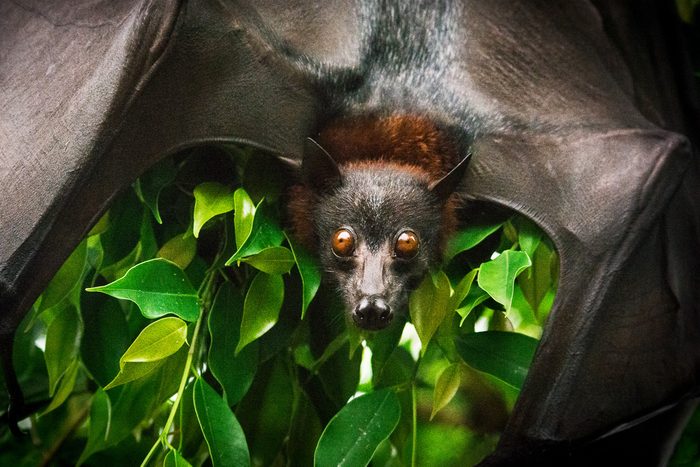 close up of fruit bat