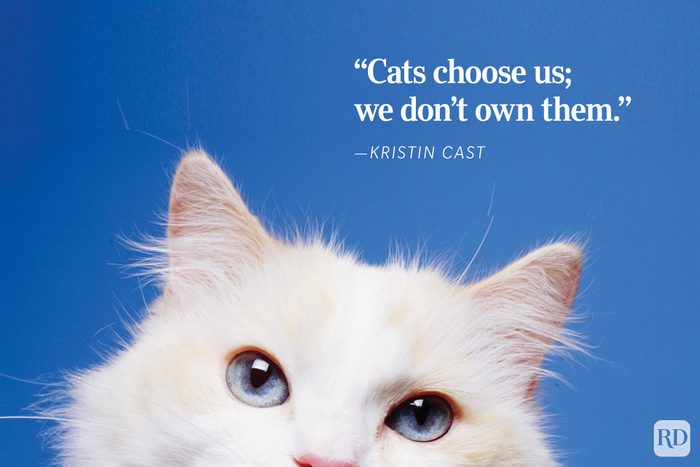 A cat stares with blue eyes against a blue background, accompanied by a Kristin Cast quote about cats choosing their owners.