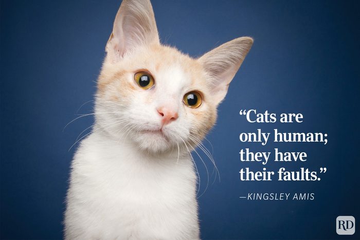 Cat tilts its head against a blue background; text reads: “Cats are only human; they have their faults.”Kingsley Amis.