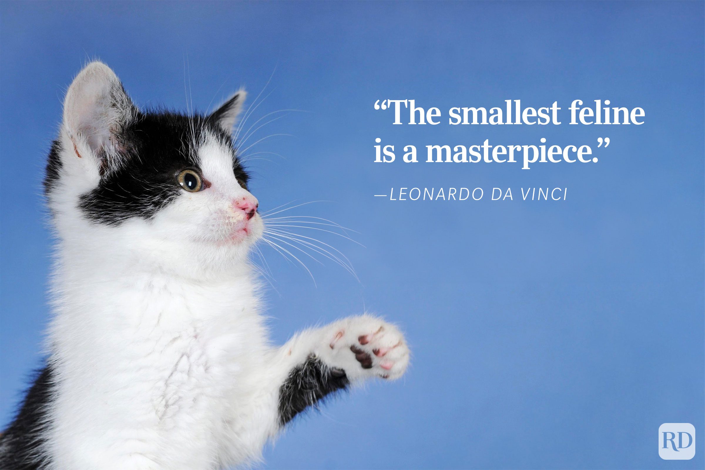 Kitten raises paw against a blue background. Text reads, "The smallest feline is a masterpiece."”Leonardo da Vinci.