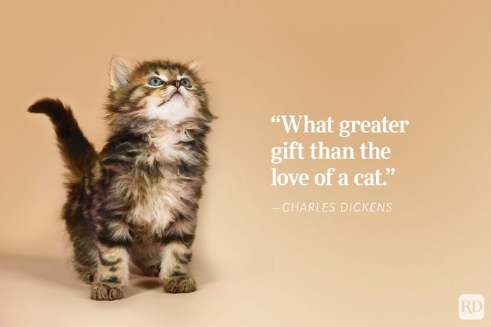 Kitten gazes upward against a soft beige background, accompanied by a quote, “What greater gift than the love of a cat. - ”Charles Dickens.