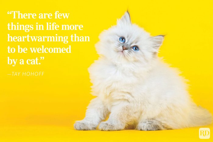 A fluffy white kitten sits gazing upward on a vibrant yellow background. Text reads: “There are few things in life more heartwarming than to be welcomed by a cat." - ”Tay Hohoff