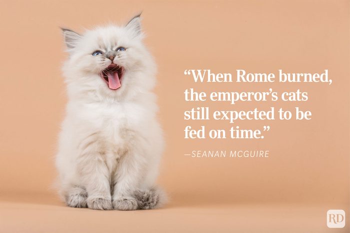Fluffy kitten yawning on beige background. Text reads: "When Rome burned, the emperor's cats still expected to be fed on time." - ”Seanan McGuire.