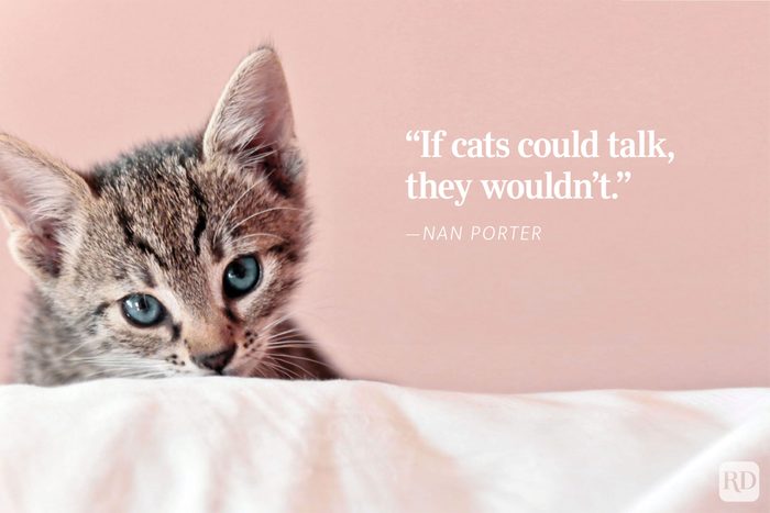 Kitten lies on white surface, gazing forward. Background is pink. Text reads: “If cats could talk, they wouldnt" - ”Nan Porter.