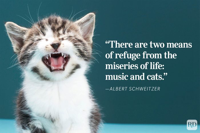 Kitten meows, eyes closed, against a teal background. Quote reads, "There are two means of refuge from the miseries of life: music and cats." - "Albert Schweitzer.
