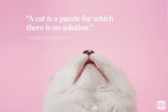 Cat's face tilts upward, appearing curious against a pink background. Text reads: “A cat is a puzzle for which there is no solution." - ”Hazel Nicholson.
