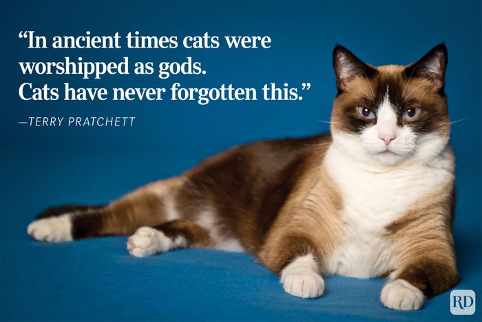 A cat lounges confidently against a blue background.