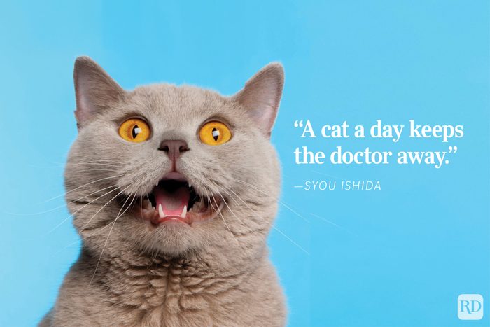 Cat with mouth open sits against a blue background. Text: "Never trust a man who hate cats." - "Jane Pauley.