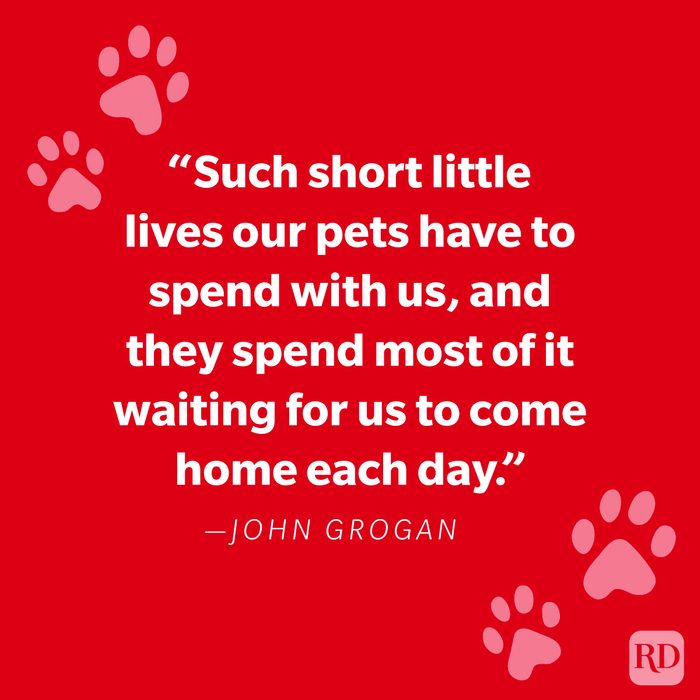 Comforting Pet Loss Quotes Graphic