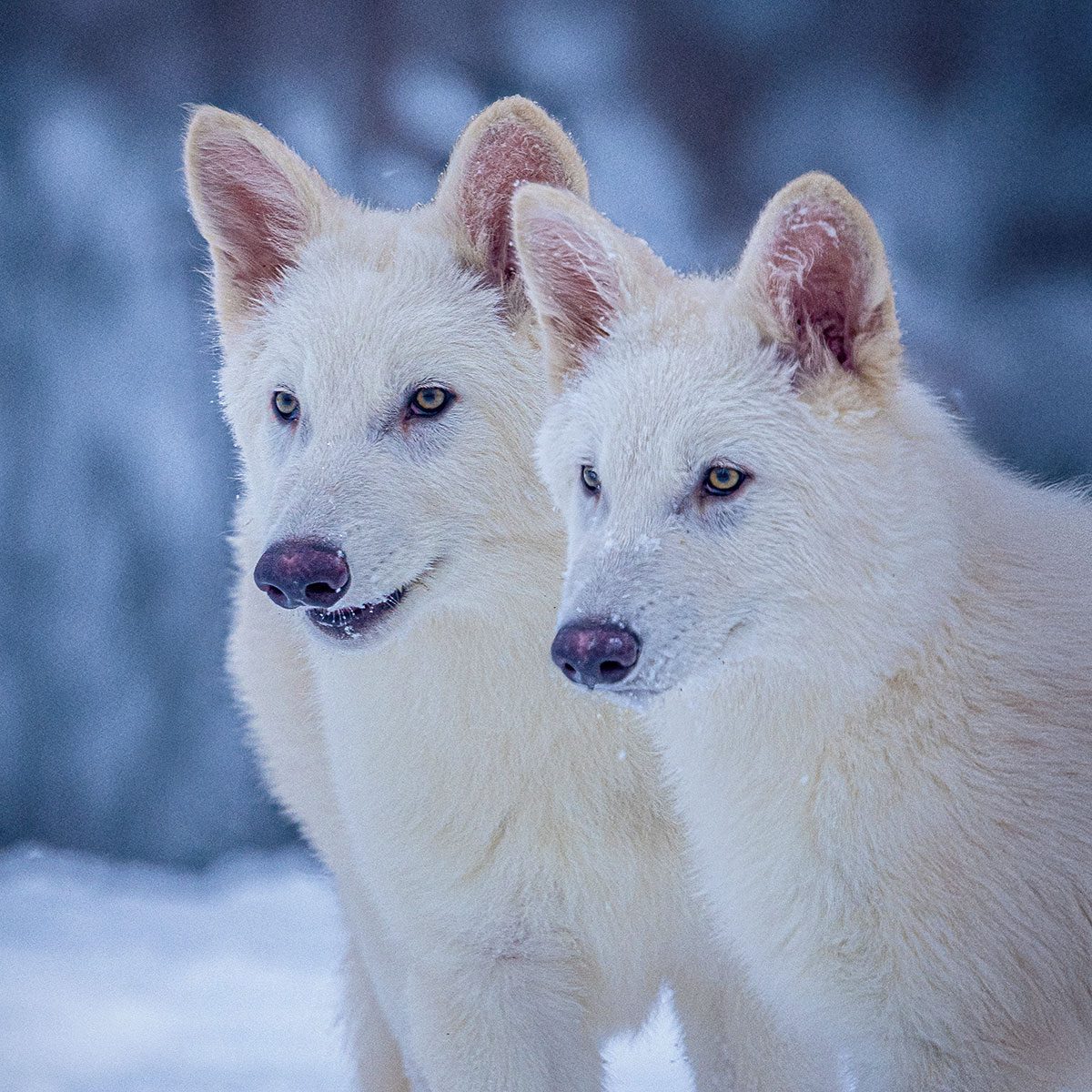 Two 3-month-old dire wolves in a snowy forest
