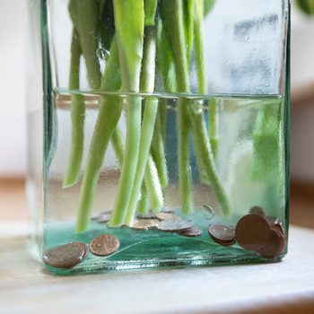 Copper coins in the bottom of a glass vase with tulip stems and water