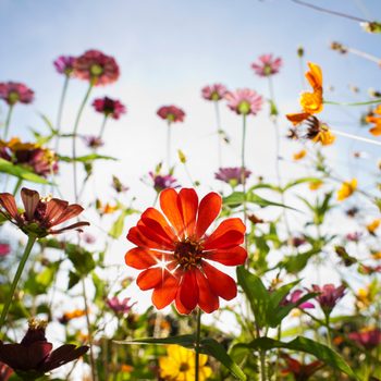 Multiple wildflowers of different colors in a meadow