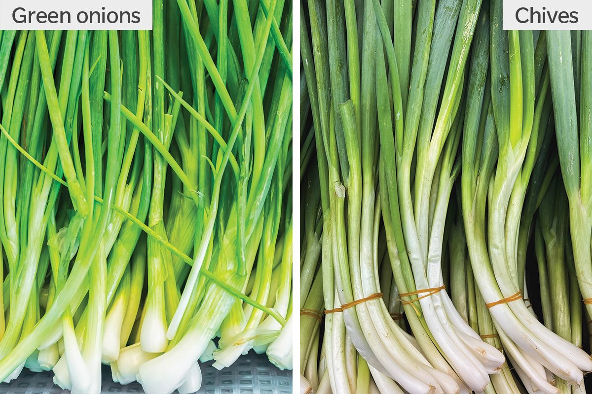 Green Onions Vs. Chives Gettyimages 865935122 2198028267