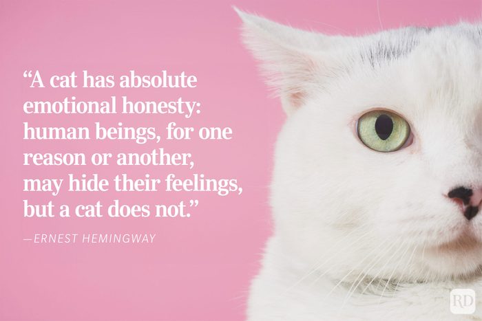 White cat faces forward; sits against pink backdrop with Ernest Hemingway quote about cats' emotional honesty beside it.