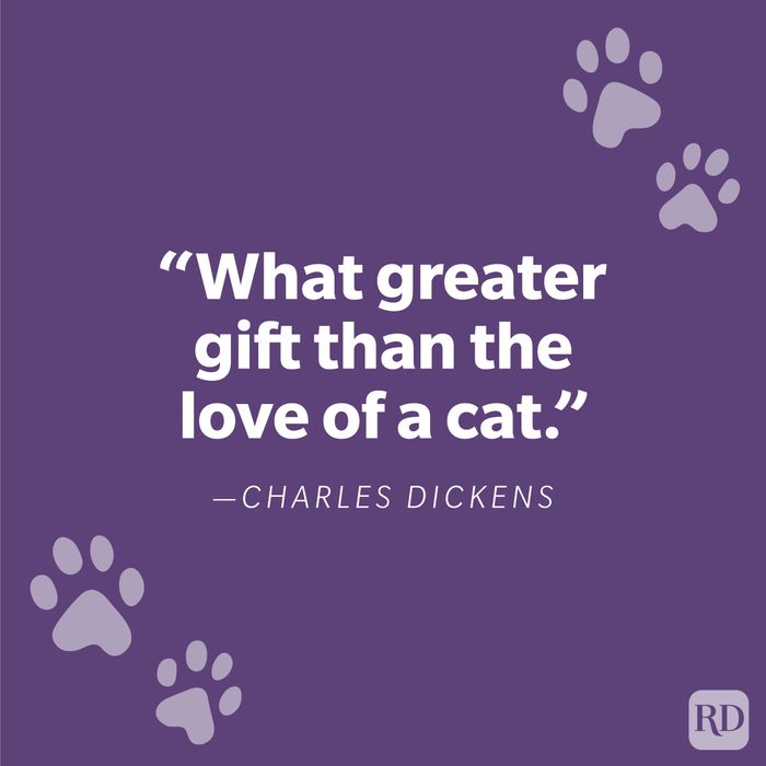 Loss Of Cat Quotes Graphic
