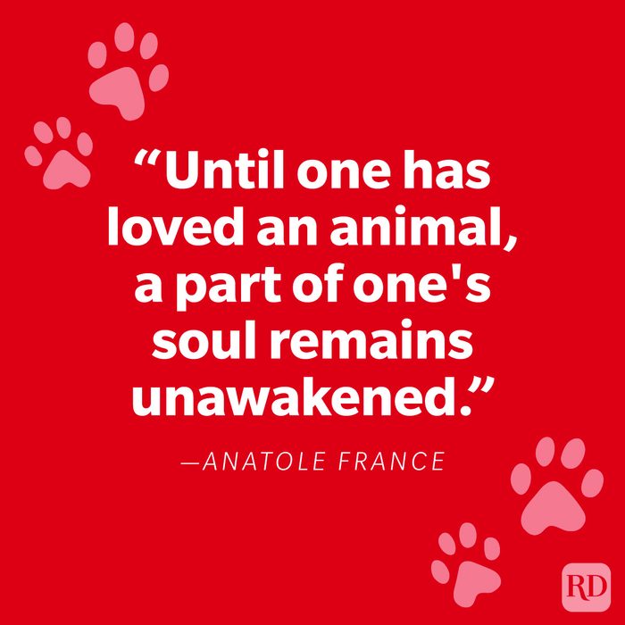 Memorial Quotes For Pets Graphic